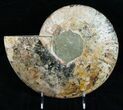 Gorgeous Split Ammonite Pair - Agatized #12457-5